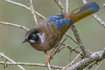 kanha national park, birds sightsing tour