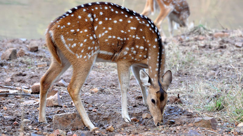 ranthambore jeep safari